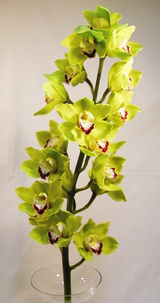 Cymbidium Orchid Dataflora 